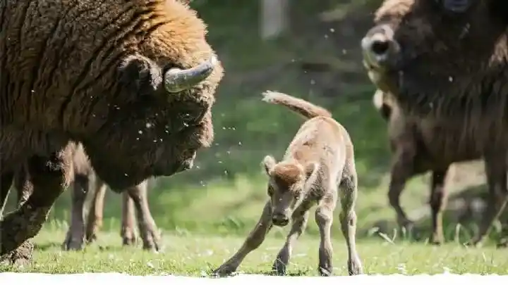 European bison at the Han Wildlife Park – reintroduction program in Eastern European forests