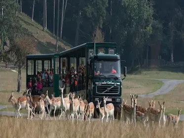 Caves of Han Tramway – electric railcar on line 521/2 (5.4 km meter-gauge)