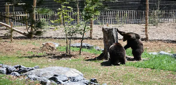 European bison at the Han-sur-Lesse Wildlife Park