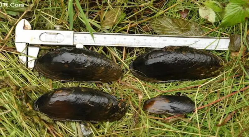 Moule perlière (Margaritifera margaritifera) dans la Semois – espèce protégée Natura 2000