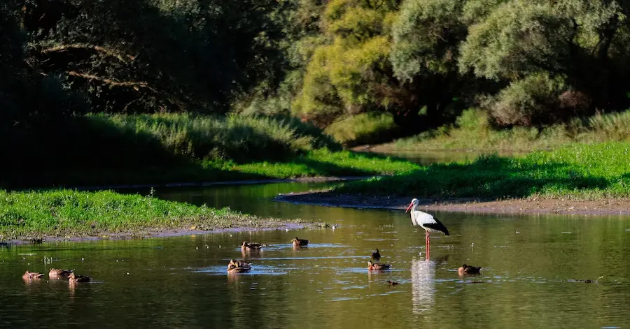 Agriculture extensive en zone Natura 2000 – prairie permanente protégée