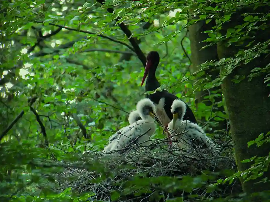 Cigogne noire - Ciconia nigra, emblème du Parc National de la Semois