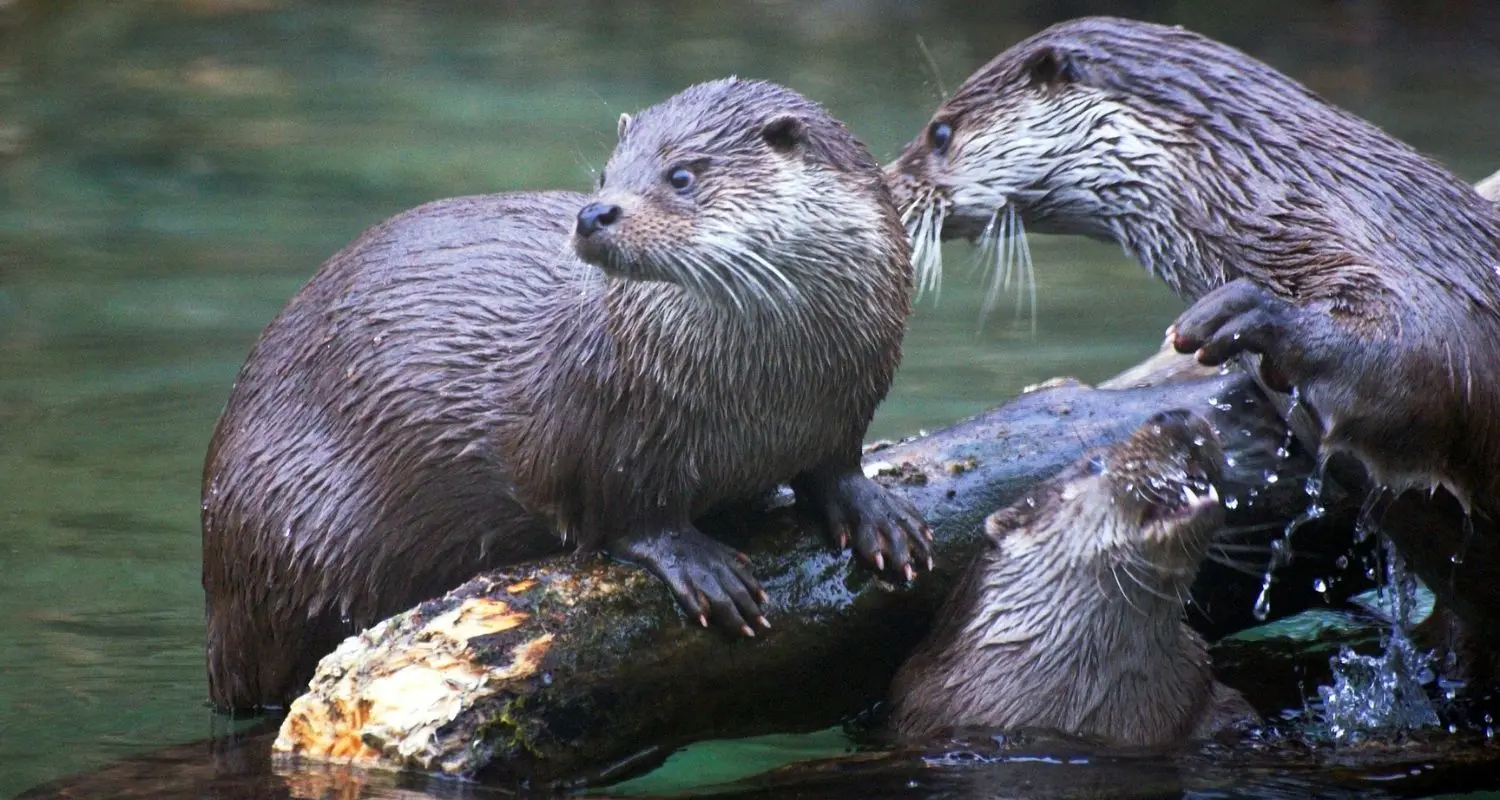Faune sauvage de la Semois