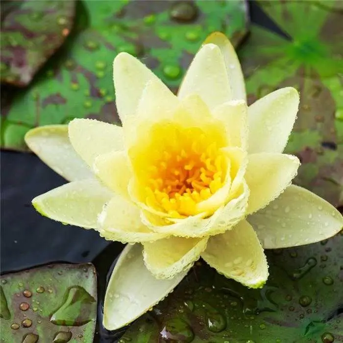 Nénuphar jaune flottant sur la Semois